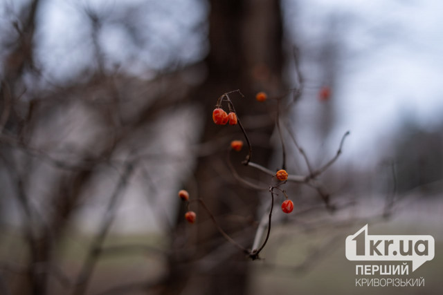 Синоптики предупреждают о заморозках в Кривом Роге