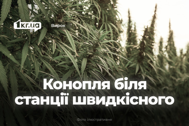 Суд наказал криворожанина, который выращивал коноплю возле остановки скоростного трамвая