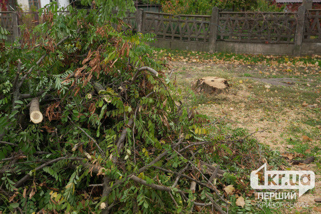 Более 6 миллионов из бюджета города — на вырубку деревьев в Кривом Роге