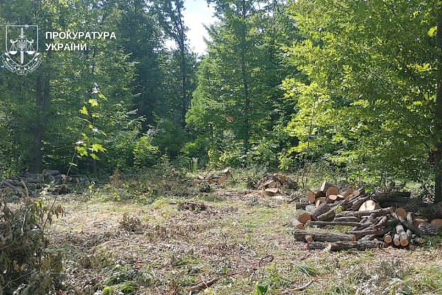 Из-за незаконной вырубки леса на Днепропетровщине государство потеряло почти 7 миллионов гривен