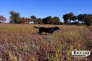 Мешканці одного з районів Кривого Рогу просять облаштувати майданчик для вигулу собак