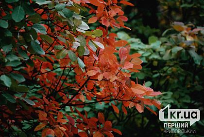 Какая будет погода в Кривом Роге 7 октября