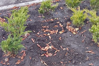 В одном из скверов Кривого Рога неизвестные украли растения