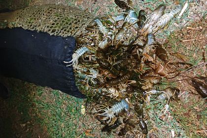 На Днепропетровщине браконьеры наловили рыбы и раков почти на 10 миллионов убытков