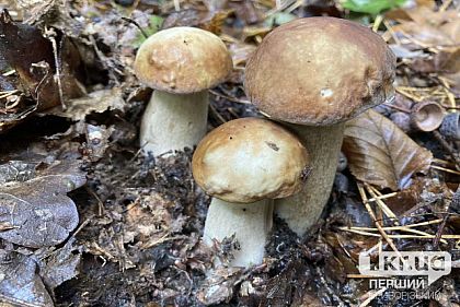 В Криворожском районе семья с ребенком отравилась грибами