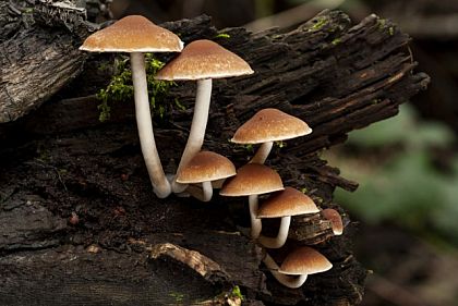 Сколько криворожан отравились дикорастущими грибами в 2025 году