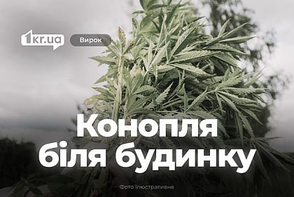 Суд наказал криворожанина, который дома незаконно выращивал кусты конопли
