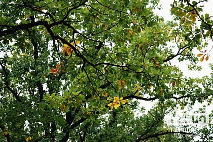 Какая будет погода в Кривом Роге 13 октября