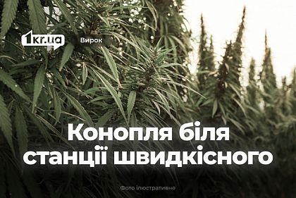Суд наказал криворожанина, который выращивал коноплю возле остановки скоростного трамвая