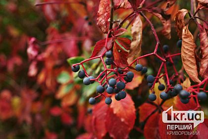 Погода в Кривом Роге 20 октября