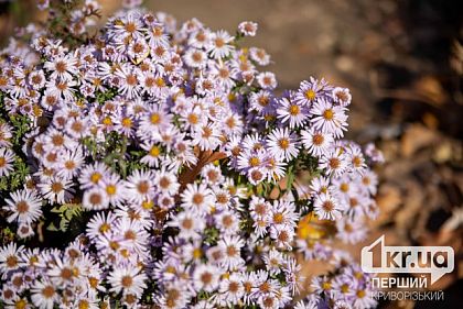 Какая погода будет в Кривом Роге 27 октября