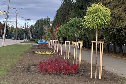 В Кривом Роге за два месяца высадили более 15 тысяч растений