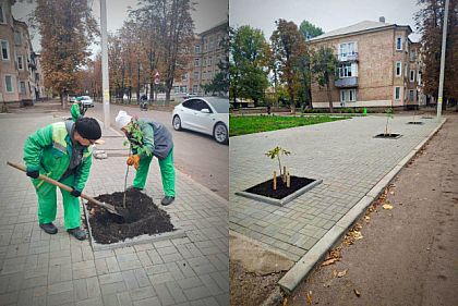 Возле криворожского дома, подвергшегося ракетному удару, высадили каштаны