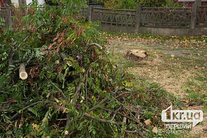 Более 6 миллионов из бюджета города — на вырубку деревьев в Кривом Роге