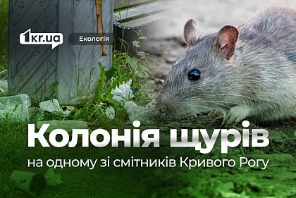 Колония крыс на Восточном: криворожане жалуются на постоянную антисанитарию возле мусорного контейнера