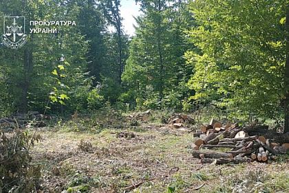 Из-за незаконной вырубки леса на Днепропетровщине государство потеряло почти 7 миллионов гривен