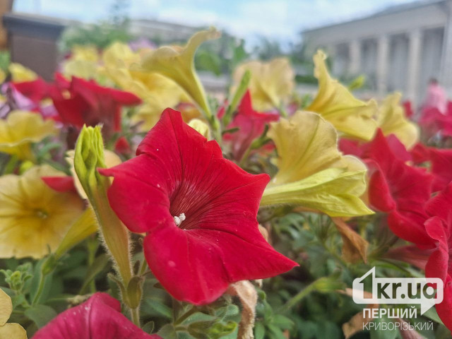 Температура воздуха снизится: погода в Кривом Роге на неделю