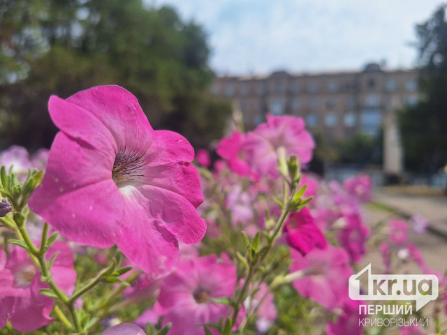 Какой будет погода в Кривом Роге 8 августа