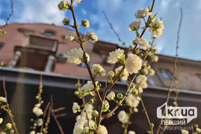 Погода у Кривому Розі 9 серпня