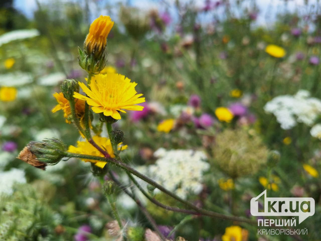 Какой будет погода в Кривом Роге 13 августа