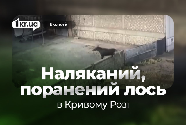 В Кривом Роге заметили лося — как реагировать горожанам