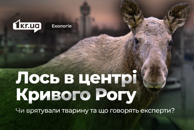 Лось в центрі Кривого Рогу: що говорять експерти