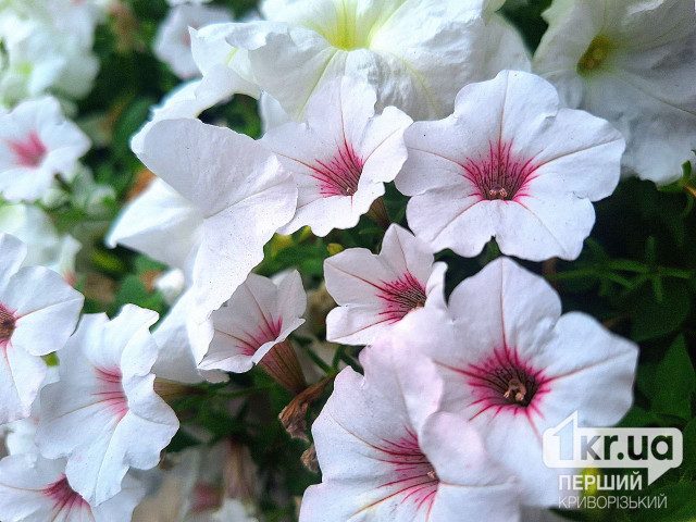 Якою буде погода у Кривому Розі 14 серпня