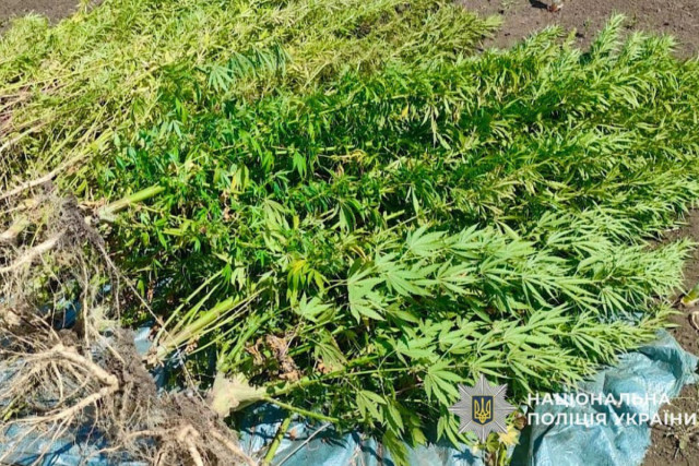 Жителя Кривого Рога задержали за выращивание конопли