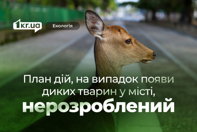Есть ли в Кривом Роге план действий на случай появления диких животных в городе