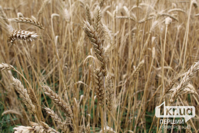 Жатва 2025: сколько тонн зерновых собрали в Криворожском районе