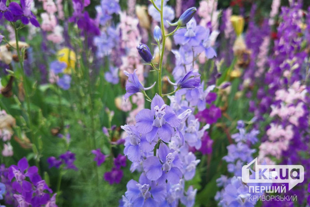 Какая погода будет в Кривом Роге 25 августа