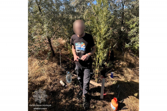 Полиция задержала криворожанина, который выращивал коноплю в лесополосе