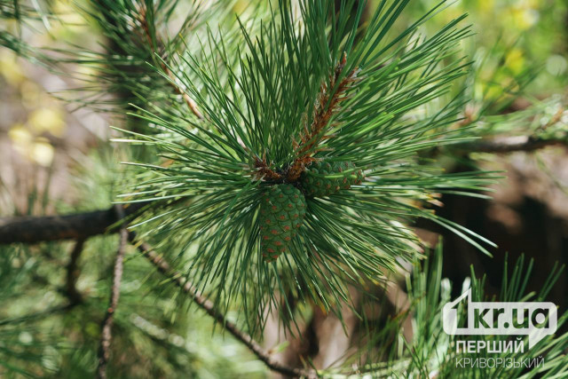 Якою буде погода у Кривому Розі в останні вихідні серпня