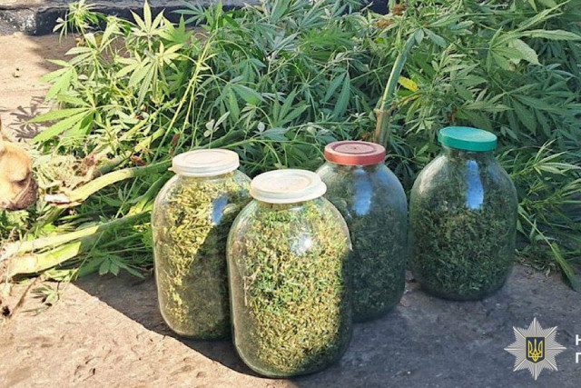 На Дніпропетровщині чоловік виростив коноплі на 400 тисяч гривень