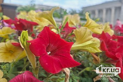 Температура воздуха снизится: погода в Кривом Роге на неделю