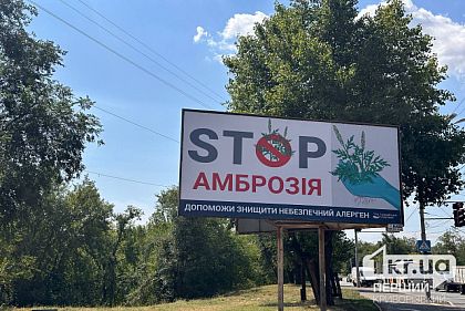 Криворіжців закликають знищувати амброзію Криворіжців закликають знищувати амброзію
