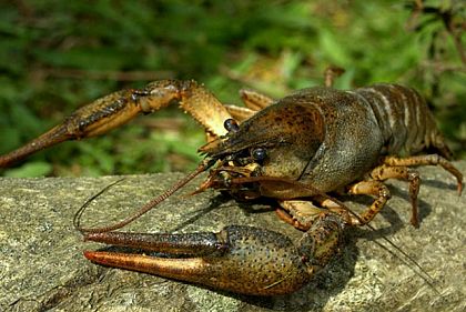 Цього тижня на Криворіжжі розпочинається заборона на вилов раків