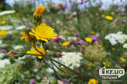 Какой будет погода в Кривом Роге 13 августа