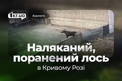 В Кривом Роге заметили лося — как реагировать горожанам В Кривом Роге заметили лося — как реагировать горожанам