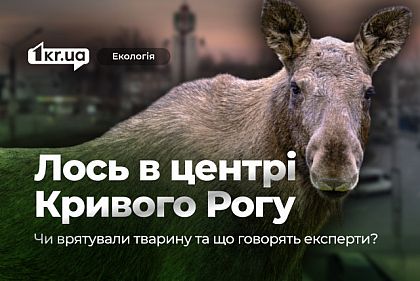 Лось в центре Кривого Рога: что говорят эксперты