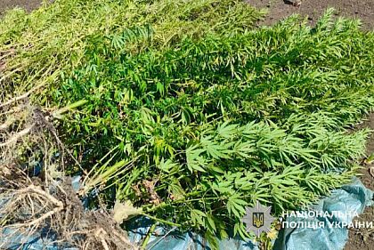 Жителя Кривого Рога задержали за выращивание конопли