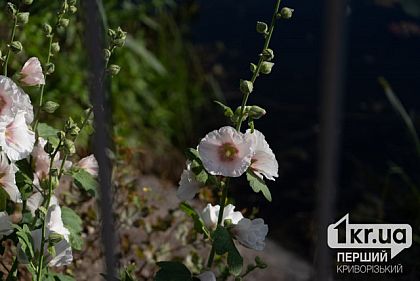 Какая будет погода в Кривом Роге 21 августа