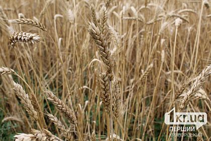 Жатва 2025: сколько тонн зерновых собрали в Криворожском районе