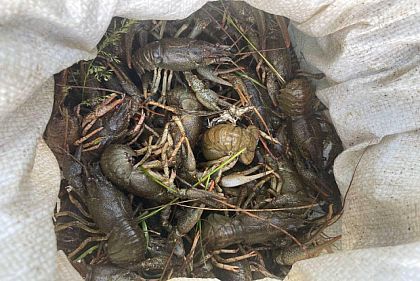 На Днепропетровщине задержали браконьера, ловившего раков