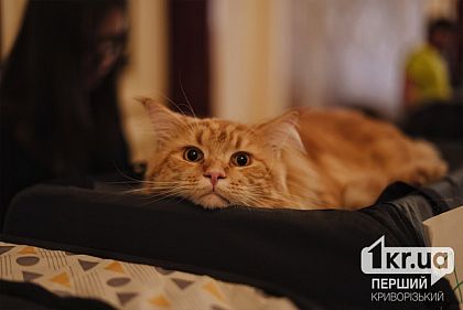 В Кривом Роге проходит выставка кошек разных пород