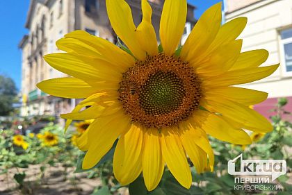 Какой будет погода в Кривом Роге 29 августа