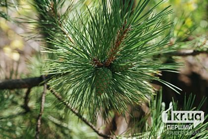 Какой будет погода в Кривом Роге в последние выходные августа