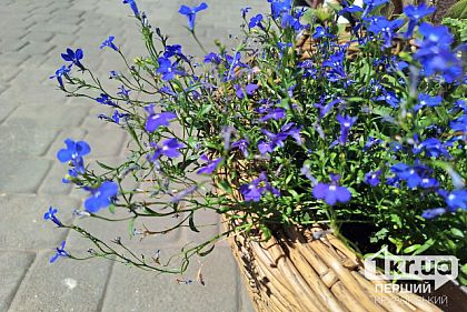 Какой будет погода в Кривом Роге 30 августа