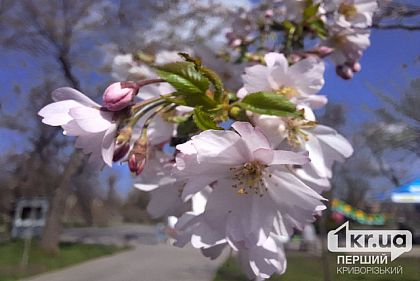 В Кривом Роге расцветает сакура: где горожане могут полюбоваться цветами