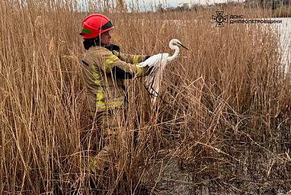 В Кривом Роге спасли перелетную птицу, запутавшуюся в рыболовной сетке